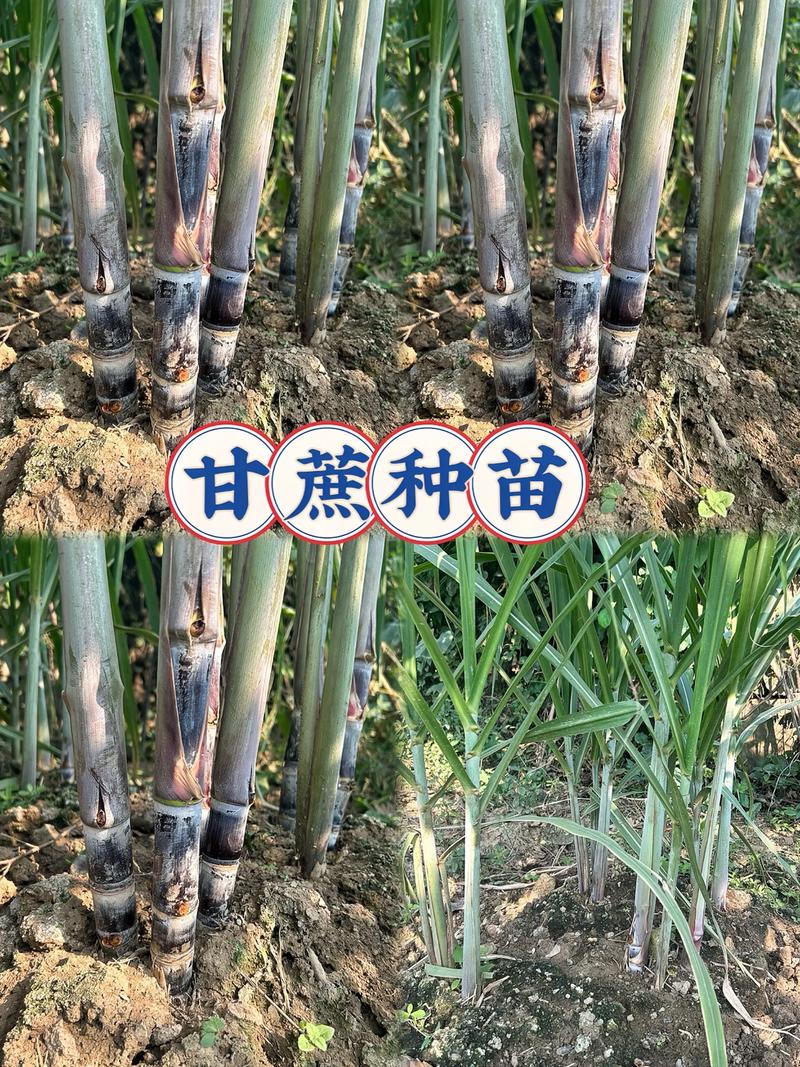 甘蔗苗怎么种?从选种到成活的完整技术指南(附7步操作参数) 7. 成活注意事项