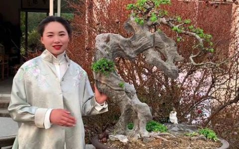 花皮榆树下山桩怎么养活：从浇水到越冬的核心养护指南