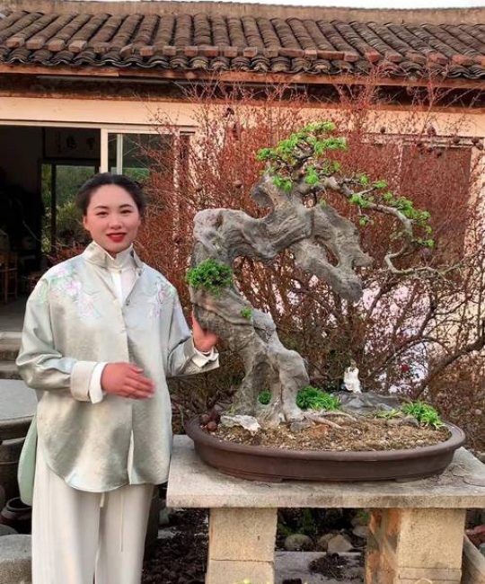 花皮榆树下山桩怎么养活：从浇水到越冬的核心养护指南