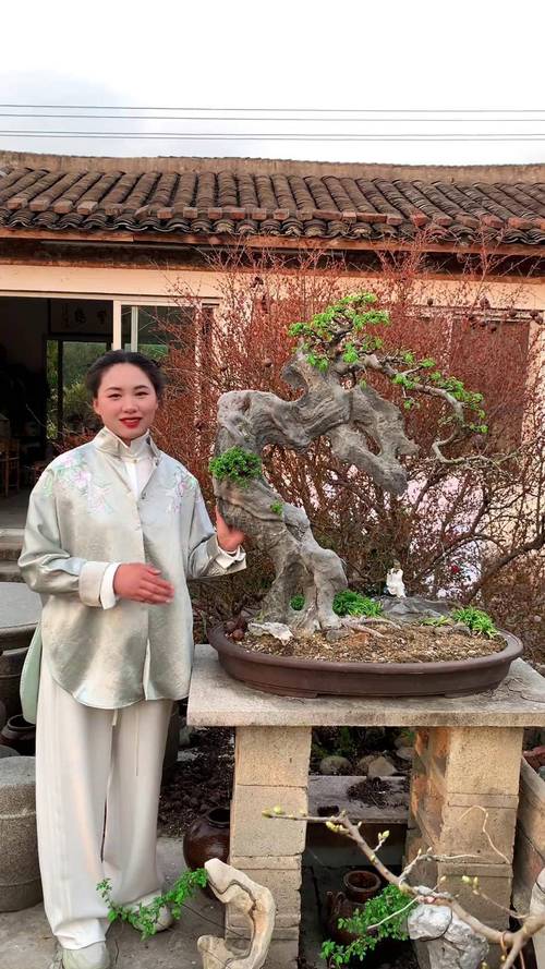 花皮榆树下山桩怎么养活:从浇水到越冬的核心养护指南 花皮榆树下山桩怎么养活:从浇水到越冬的核心养护指南