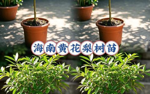 黄花梨树养了多年，去哪里鉴定真伪？园艺爱好者必看指南