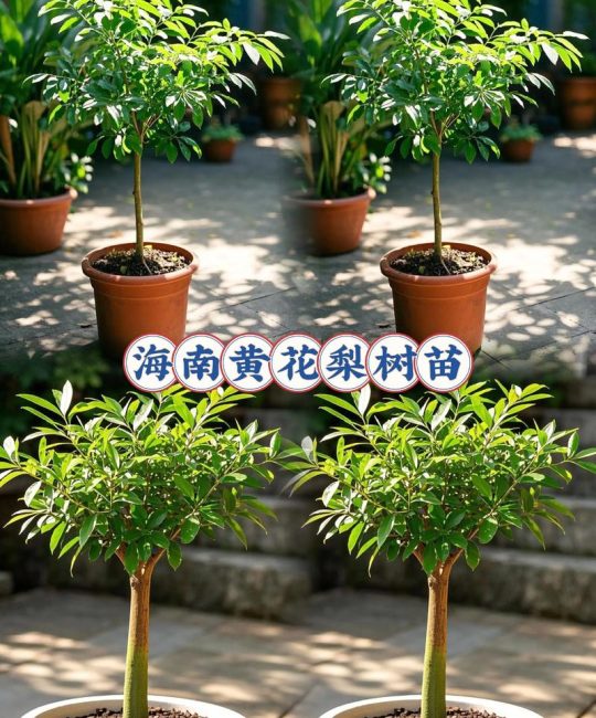 黄花梨树养了多年，去哪里鉴定真伪？园艺爱好者必看指南