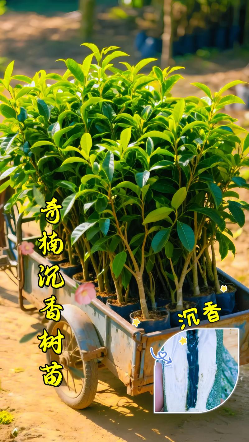 哪里有紫檀树苗?先看渠道,再看真伪 四、根系状态决定成活率