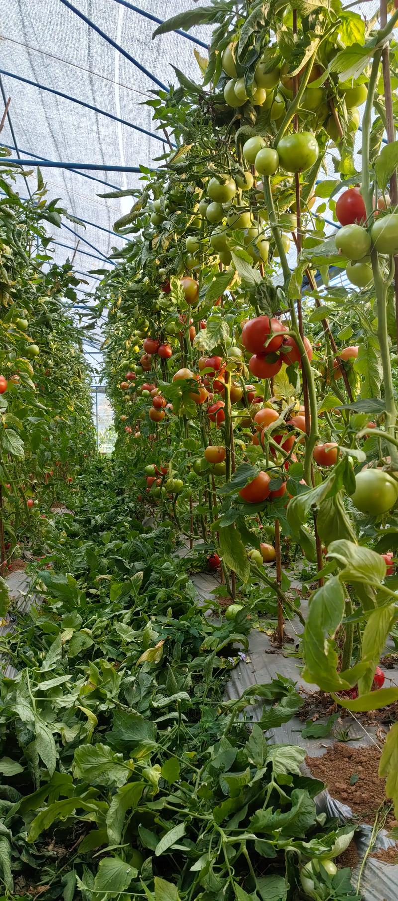 四、栽植深度：深浅有讲究，根颈是关键