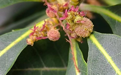 杨梅树只开花不结果怎么办？