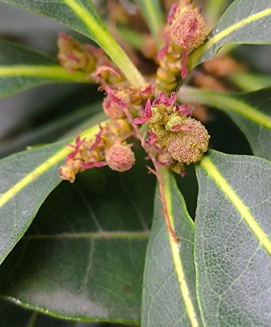 杨梅树只开花不结果怎么办？