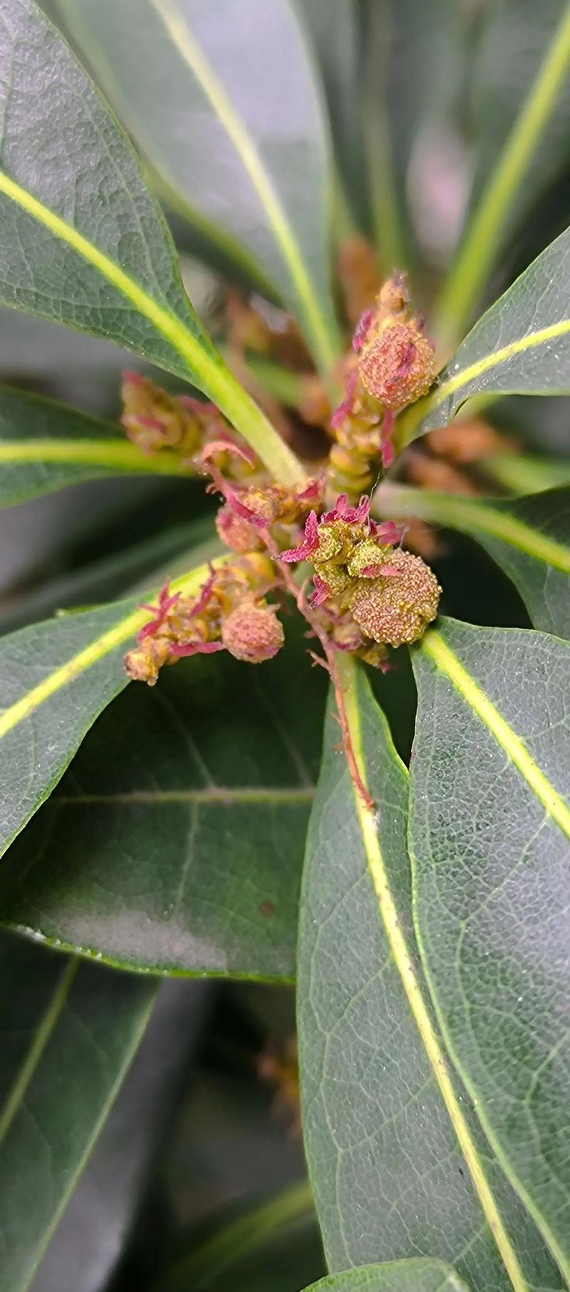 杨梅树只开花不结果怎么办? 杨梅花期与果期