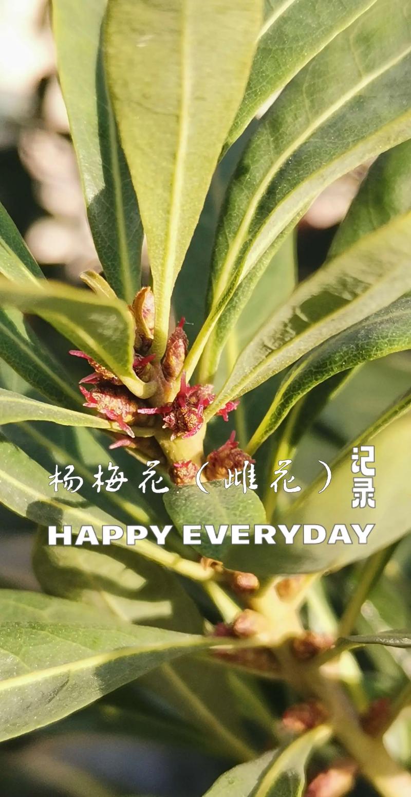 杨梅树只开花不结果怎么办? 影响开花结果的关键因素(含具体参数)