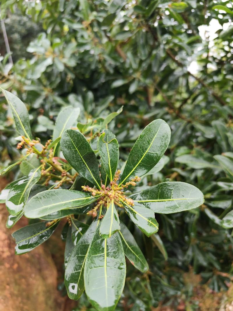 杨梅树只开花不结果怎么办? 不开花不结果常见原因与解决