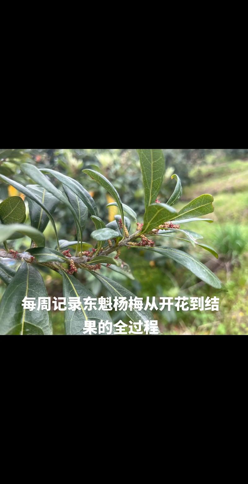 杨梅树只开花不结果怎么办? 促花促果养护步骤(详细操作)