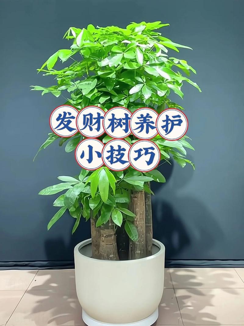 网上买回来的发财树怎么移栽?7步搞定,成活率翻倍 五、浇定根水:时机和水量决定成败