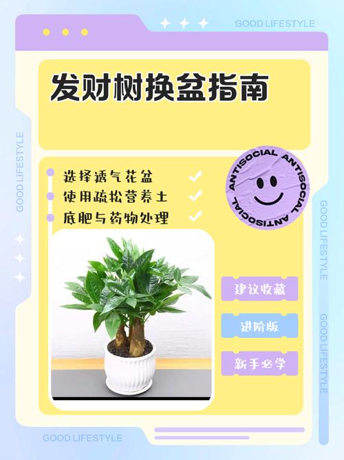 网上买回来的发财树怎么移栽?7步搞定,成活率翻倍 总结