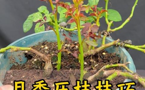 月季花如何养殖能枝繁叶茂？掌握这六个养护要点