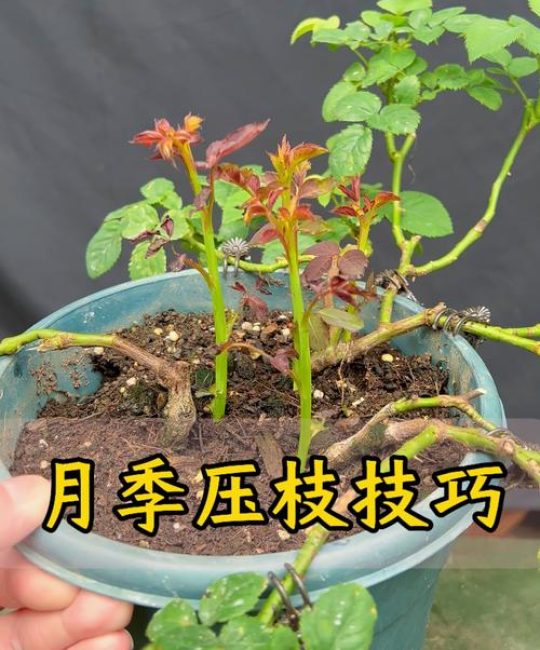月季花如何养殖能枝繁叶茂？掌握这六个养护要点