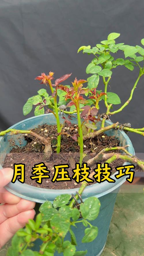 月季花如何养殖能枝繁叶茂?掌握这六个养护要点 浇水:干湿循环是枝繁叶茂的基础