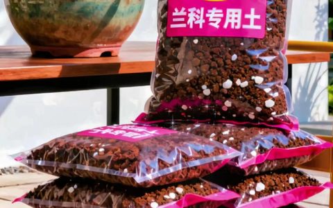 白兰用什么土种比较好？掌握这3个关键，花香满枝头