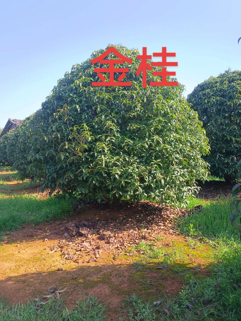 直径20公分的桂花树价格参考:2026年市场行情与影响因素全解析 采购数量与运输:批量采购优势明显