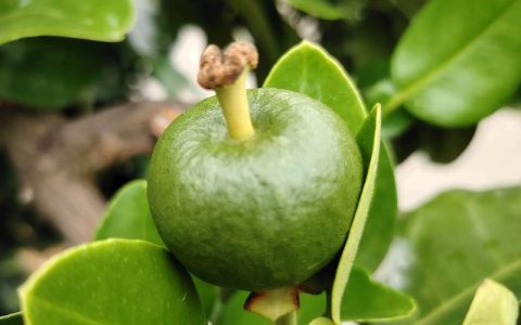 文旦树种在庭院里好吗？科学评估与养护全指南