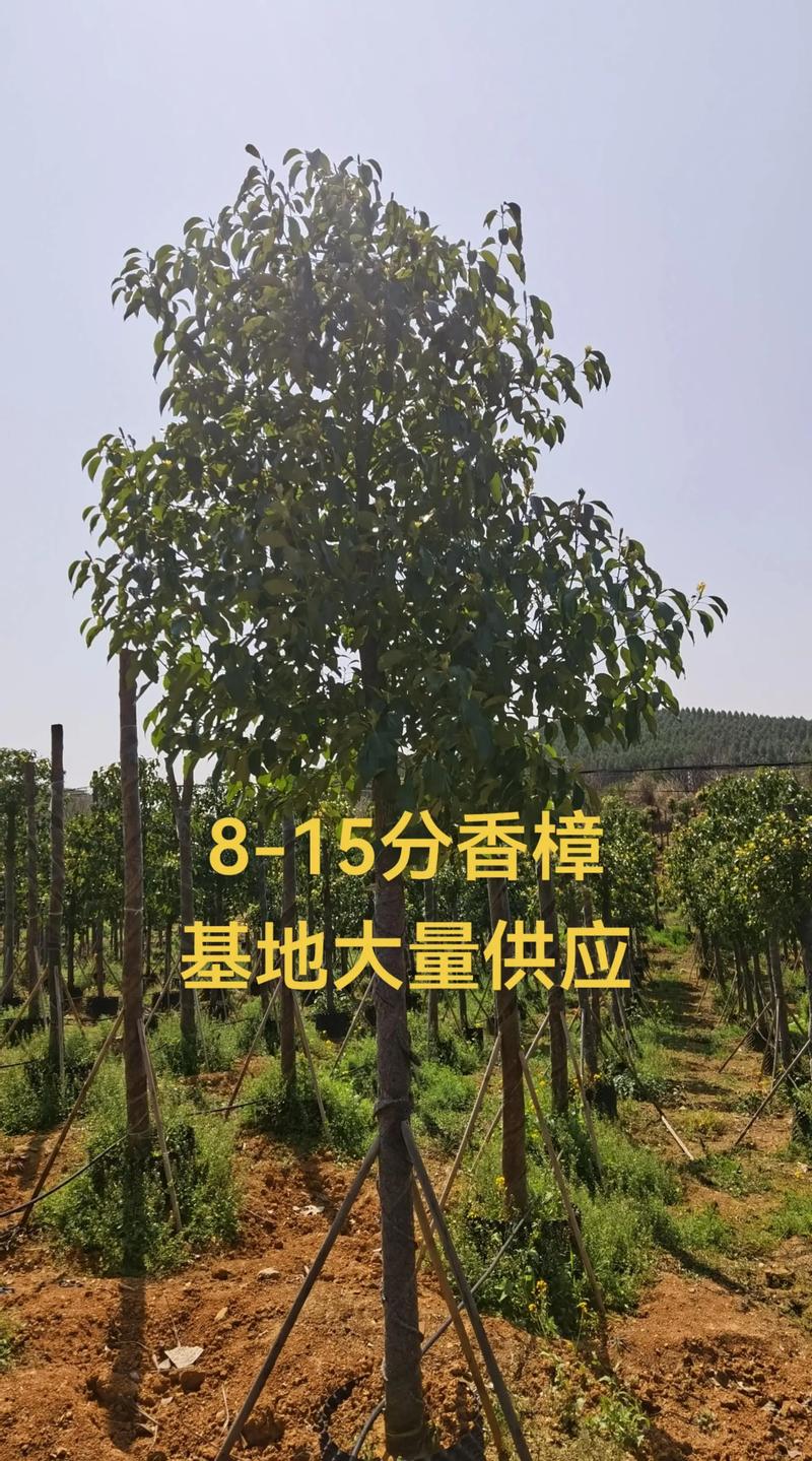 香樟树苗采购全攻略:渠道核查、品种鉴定与移栽成活指南 品种真实性核查:从形态到气味