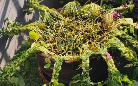 铜钱草开花怎么办？快速处理方法与花期养护全攻略