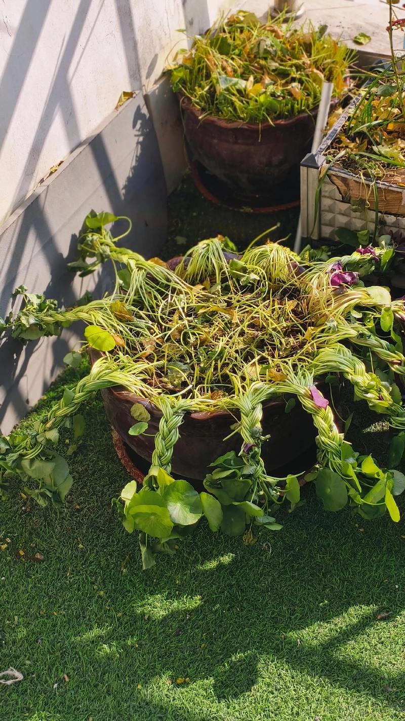 铜钱草开花怎么办?快速处理方法与花期养护全攻略 铜钱草开花怎么办?快速处理方法与花期养护全攻略