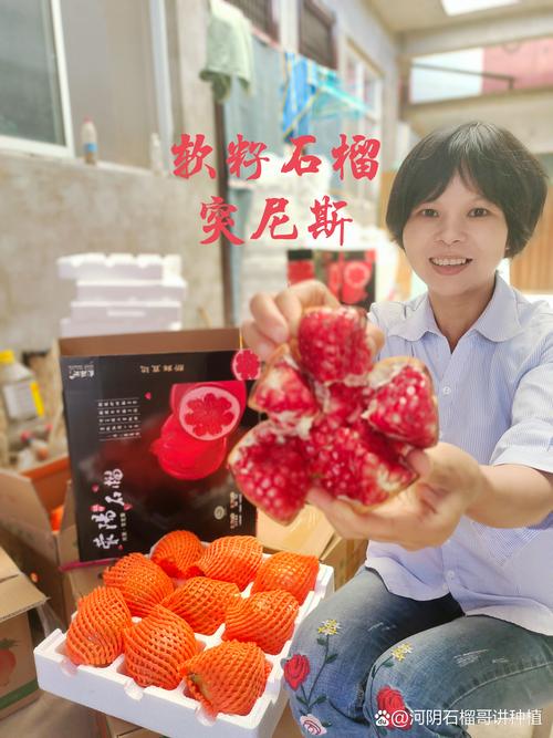 突尼斯软籽石榴哪一年引入中国?2026年种植与选购全攻略 突尼斯软籽石榴哪一年引入中国?2026年种植与选购全攻略