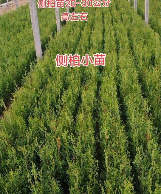 柏树苗多少钱一棵？规格、产地、季节影响报价