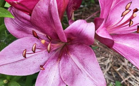 百合是一种什么样的花？读懂它的习性，年年复花不是梦