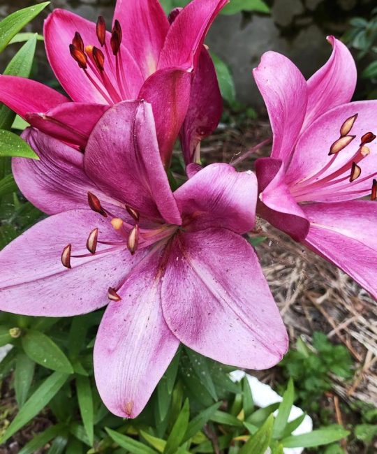 百合是一种什么样的花？读懂它的习性，年年复花不是梦