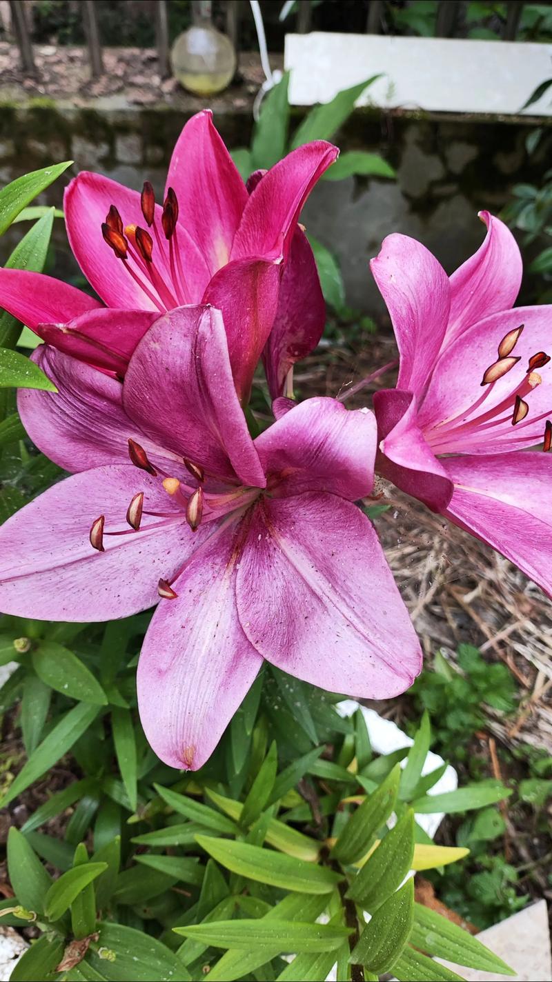 百合是一种什么样的花?读懂它的习性,年年复花不是梦 品种基础档案:从花色到花型一次看懂