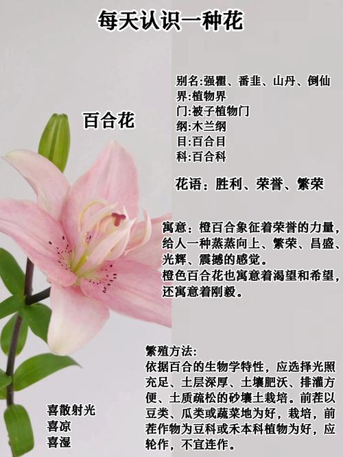 百合是一种什么样的花?读懂它的习性,年年复花不是梦 修剪促花指导:花后剪残花,秋季剪枯秆