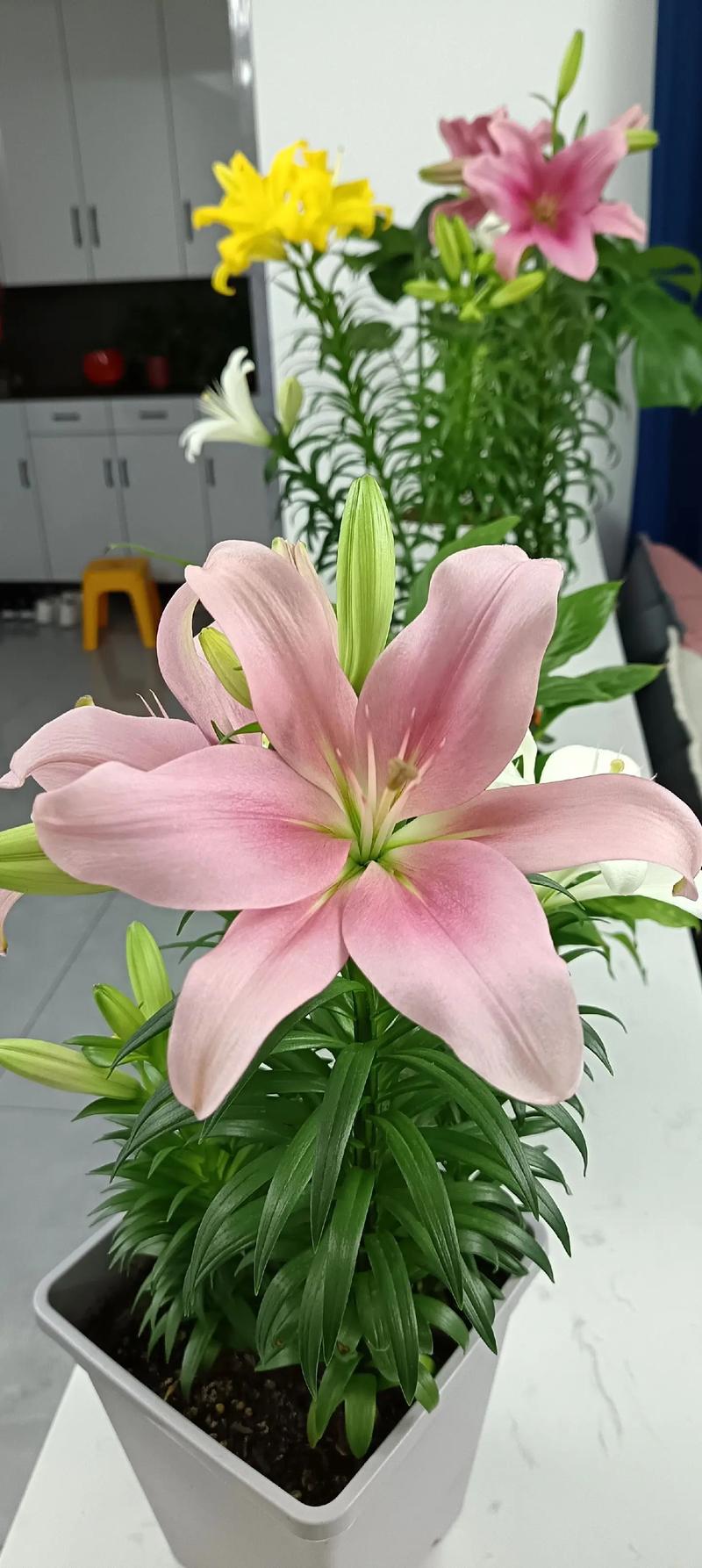 百合是一种什么样的花?读懂它的习性,年年复花不是梦 盆栽还是地栽?三个判断依据帮你做决定