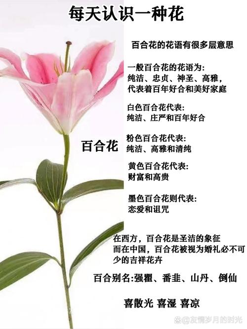 百合是一种什么样的花?读懂它的习性,年年复花不是梦 光照与水肥精准方案:四个季节四套标准