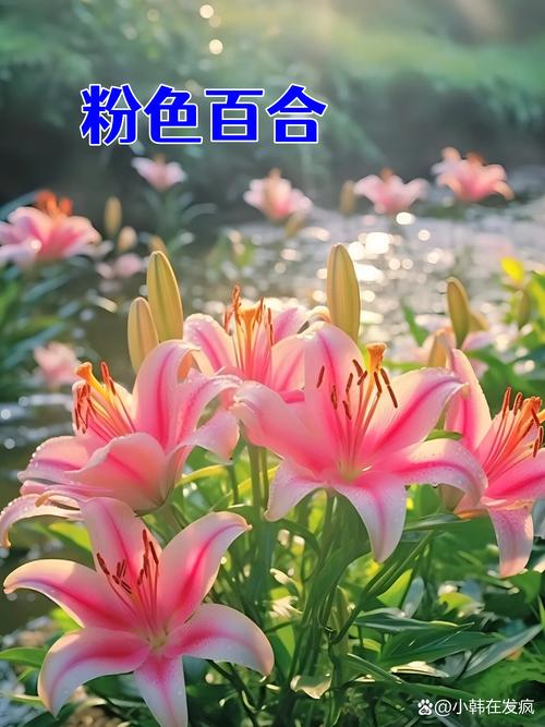 百合是一种什么样的花?读懂它的习性,年年复花不是梦 常见误区与纠正