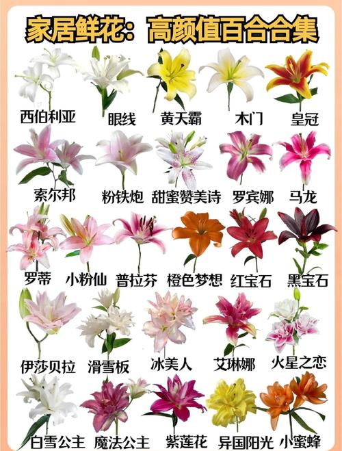 百合是一种什么样的花?读懂它的习性,年年复花不是梦 常见问题解答