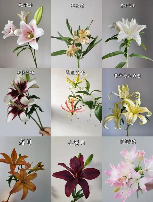 百合是一种什么样的花?读懂它的习性,年年复花不是梦 总结:让百合在你家年年盛开的三条核心建议