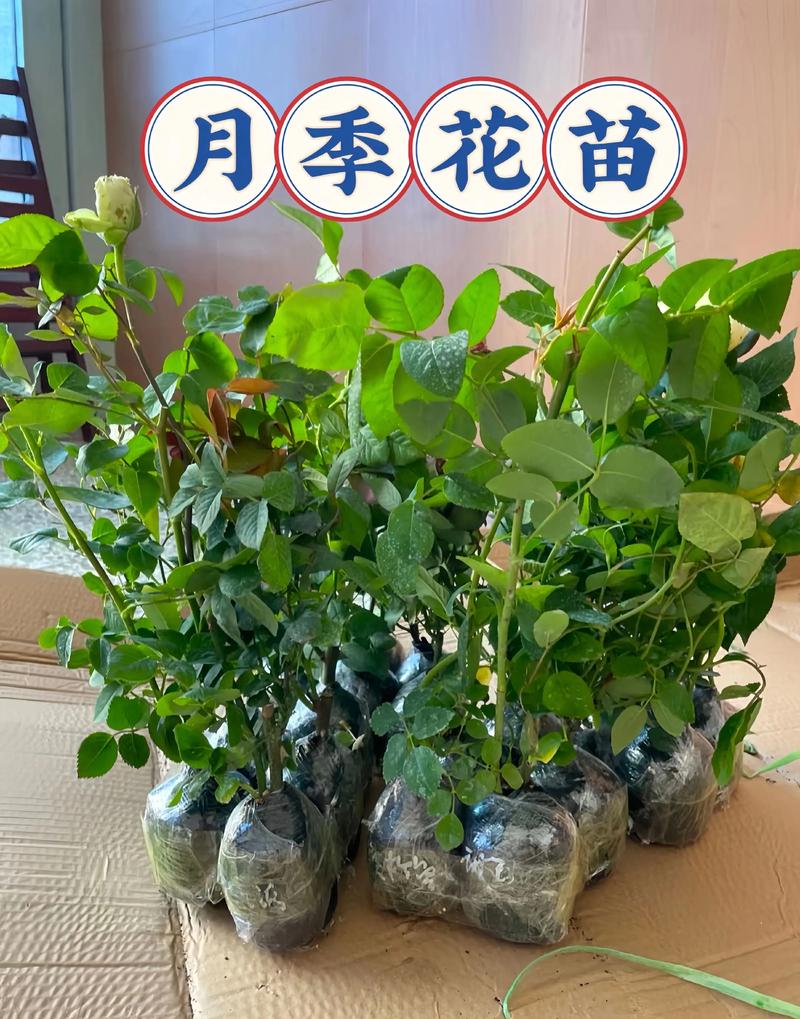 月季苗一棵多少钱?2025年最新价格参考与五大影响因素详解 数量:单买与批发价差明显