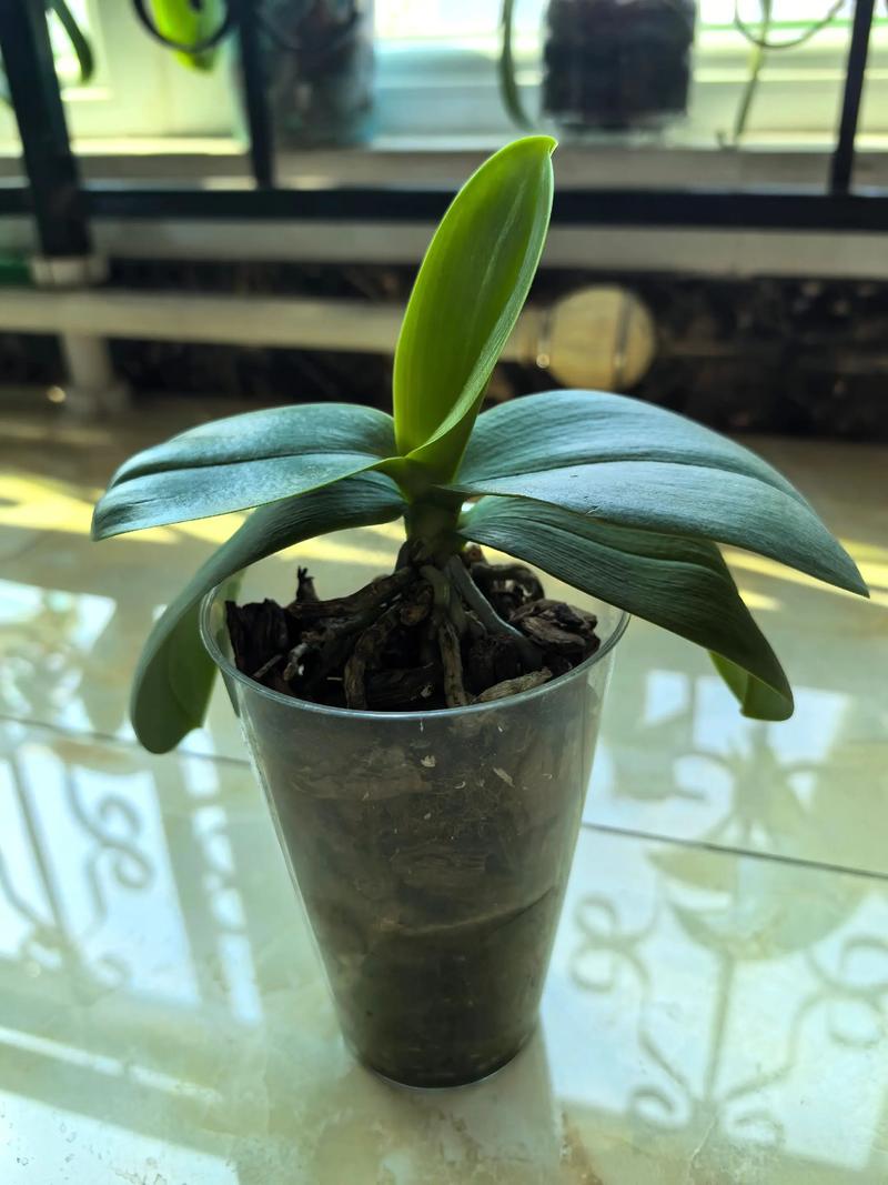 蝴蝶兰育苗全攻略:家庭分株与无菌播种的精确操作指南 蝴蝶兰育苗全攻略:家庭分株与无菌播种的精确操作指南