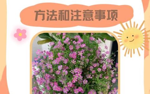 满天星花怎么养殖？家庭阳台盆栽养护全攻略