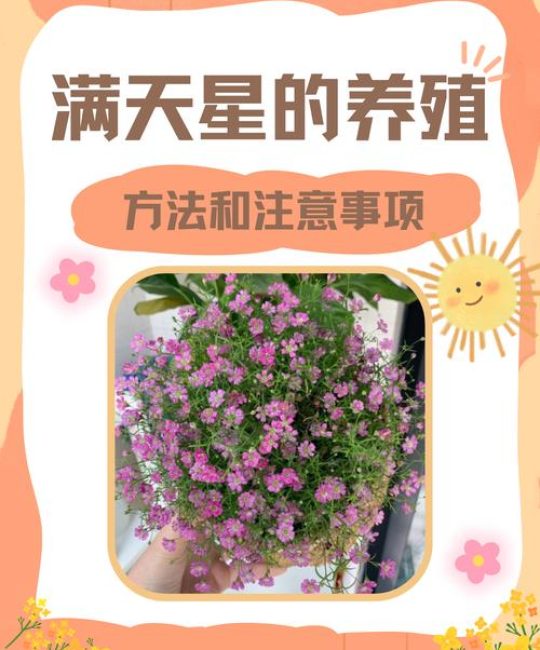 满天星花怎么养殖？家庭阳台盆栽养护全攻略