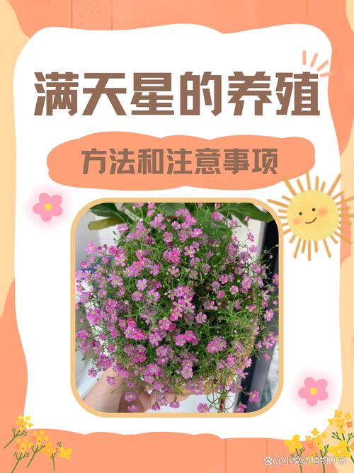 满天星花怎么养殖?家庭阳台盆栽养护全攻略 满天星花怎么养殖?家庭阳台盆栽养护全攻略