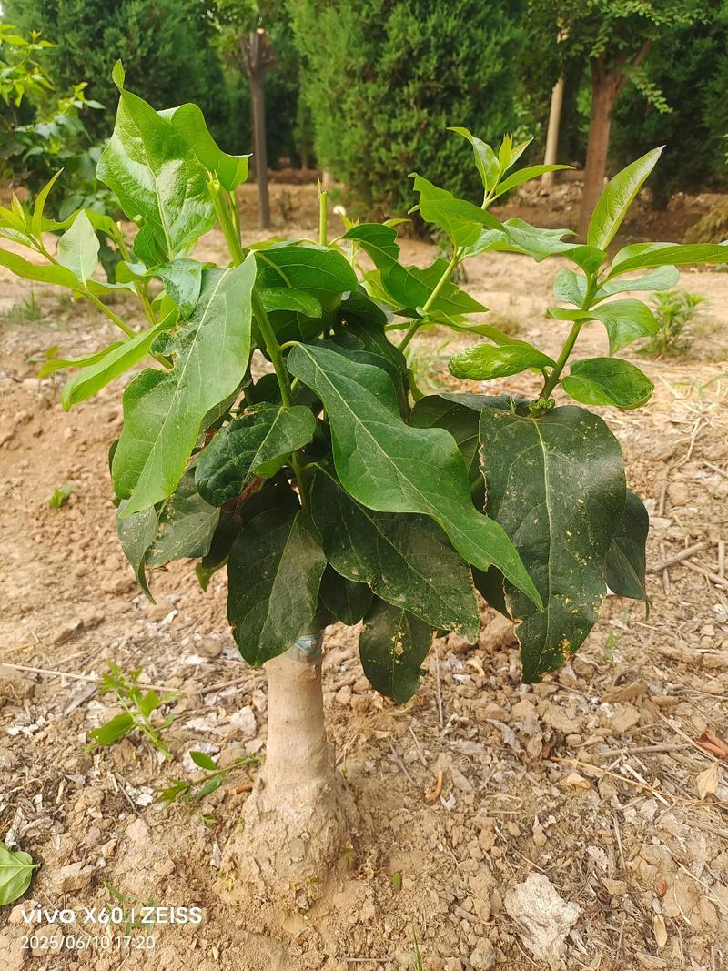 腊梅树能嫁接月季花吗?——跨科嫁接的亲和力壁垒与实操解析 成功嫁接的案例真相