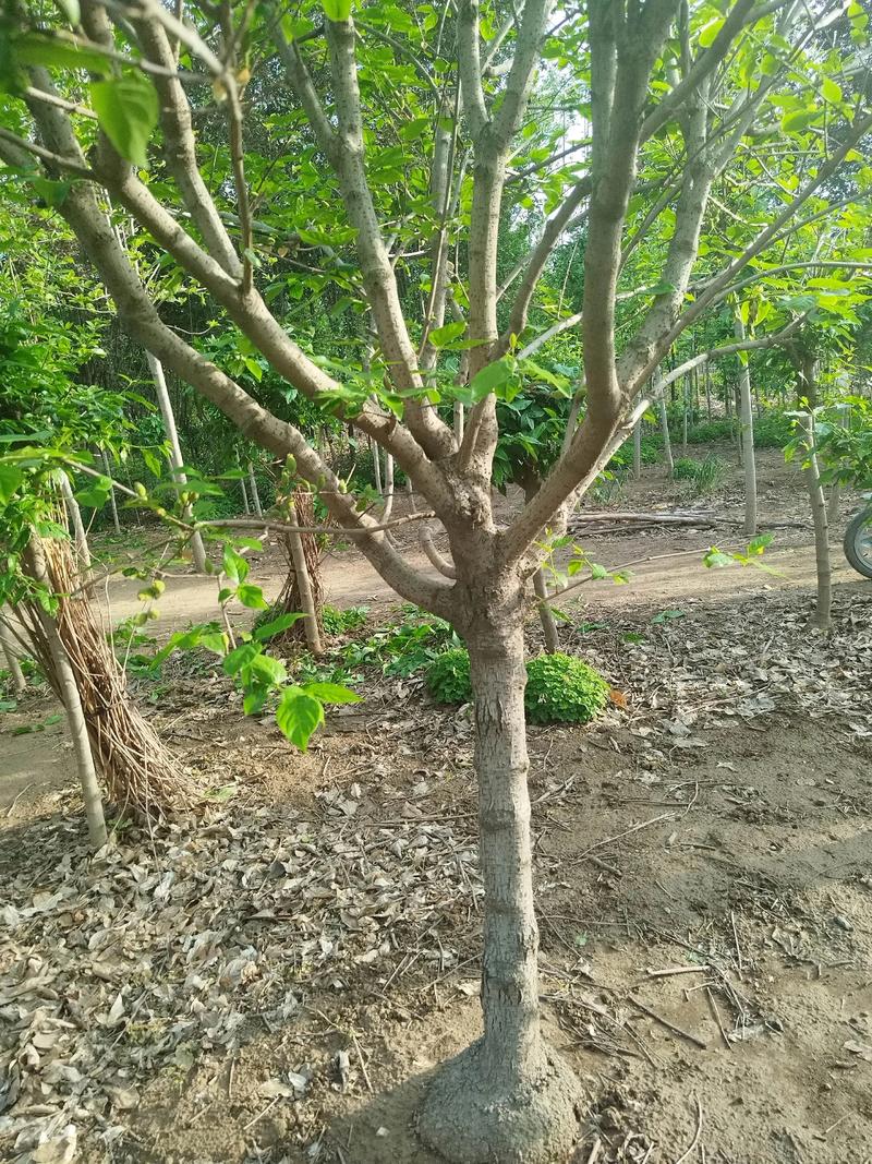 腊梅树能嫁接月季花吗?——跨科嫁接的亲和力壁垒与实操解析 替代方案:在同一院子里实现“双花共赏”
