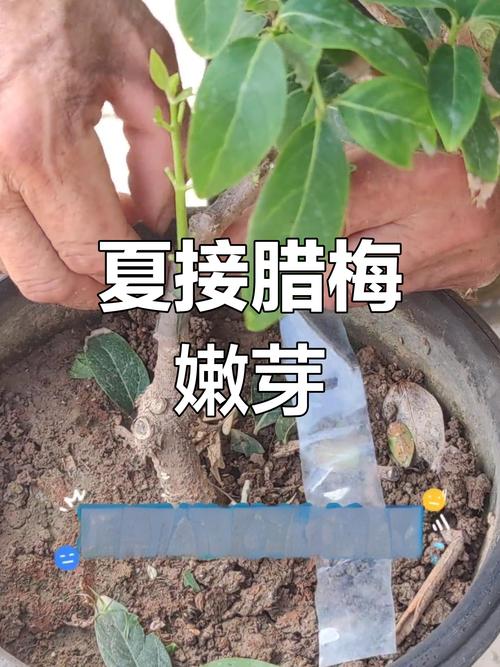 腊梅树能嫁接月季花吗?——跨科嫁接的亲和力壁垒与实操解析 总结:3条核心建议