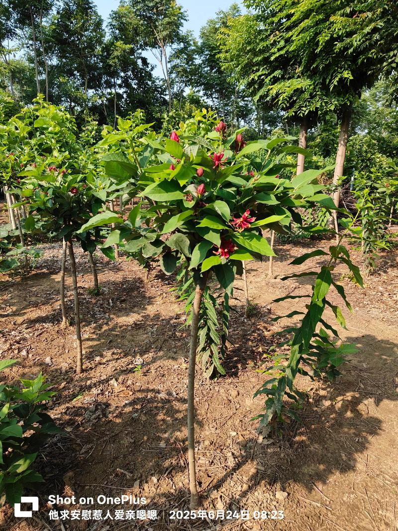 腊梅树能嫁接月季花吗?——跨科嫁接的亲和力壁垒与实操解析 常见误区与纠正
