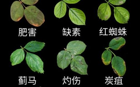 月季疯长不开花怎么办？4步排查与促花养护指南