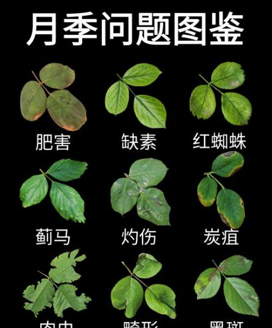 月季疯长不开花怎么办？4步排查与促花养护指南