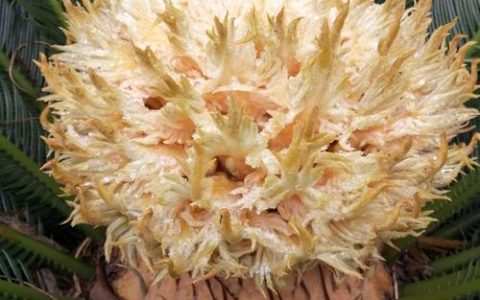 铁树开的花是什么样子的？揭秘苏铁“开花”的科学真相