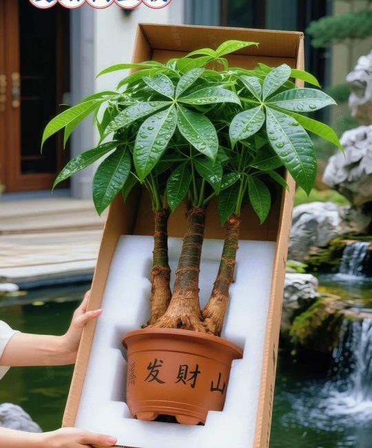 家中种什么树好子孙富贵？这5种吉祥树越养越旺家