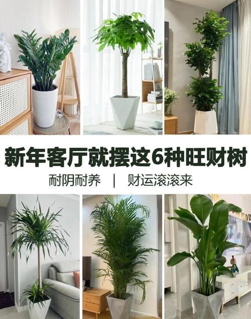 家中种什么树好子孙富贵?这5种吉祥树越养越旺家 种植小贴士:让吉祥树真正“旺子孙”